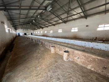 GÜVANAY - ÇORUM İSKİLİP 10 DÖNÜM ÜZERİNE KURULU 350 BAŞLIK TAM TEŞEKKÜLLÜ BESİ ÇİFTLİĞİ 