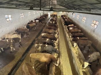 GÜVANAY - ÇORUM İSKİLİP 10 DÖNÜM ÜZERİNE KURULU 350 BAŞLIK TAM TEŞEKKÜLLÜ BESİ ÇİFTLİĞİ 