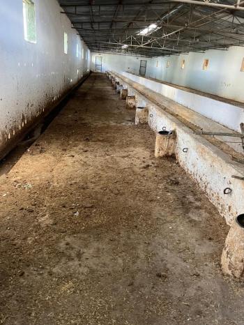 GÜVANAY - ÇORUM İSKİLİP 10 DÖNÜM ÜZERİNE KURULU 350 BAŞLIK TAM TEŞEKKÜLLÜ BESİ ÇİFTLİĞİ 