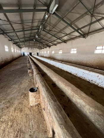 GÜVANAY - ÇORUM İSKİLİP 10 DÖNÜM ÜZERİNE KURULU 350 BAŞLIK TAM TEŞEKKÜLLÜ BESİ ÇİFTLİĞİ 