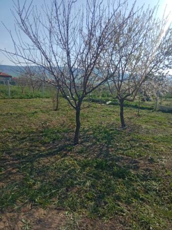 GÜVENAY - ÇORUM CEMİLBEY YOLUNDA ÇORUM 8 KM MESAFEDE ACİL SATILIK HOBİ BAHÇESİ 
