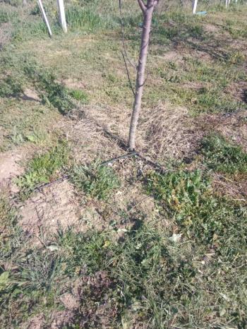 GÜVENAY - ÇORUM CEMİLBEY YOLUNDA ÇORUM 8 KM MESAFEDE ACİL SATILIK HOBİ BAHÇESİ 
