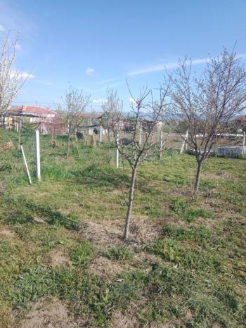 GÜVENAY - ÇORUM CEMİLBEY YOLUNDA ÇORUM 8 KM MESAFEDE ACİL SATILIK HOBİ BAHÇESİ 