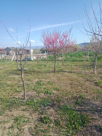 GÜVENAY - ÇORUM CEMİLBEY YOLUNDA ÇORUM 8 KM MESAFEDE ACİL SATILIK HOBİ BAHÇESİ 