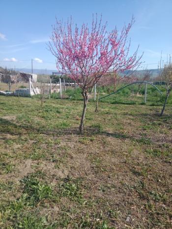 GÜVENAY - ÇORUM CEMİLBEY YOLUNDA ÇORUM 8 KM MESAFEDE ACİL SATILIK HOBİ BAHÇESİ 