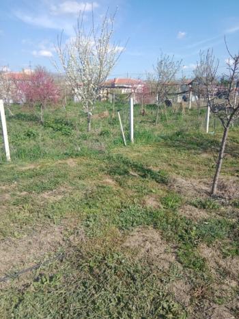 GÜVENAY - ÇORUM CEMİLBEY YOLUNDA ÇORUM 8 KM MESAFEDE ACİL SATILIK HOBİ BAHÇESİ 
