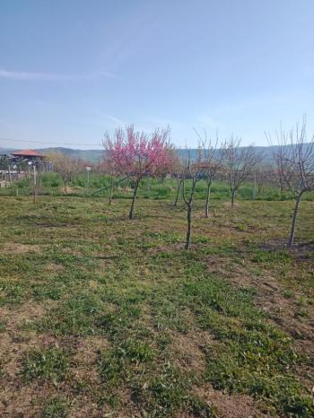 GÜVENAY - ÇORUM CEMİLBEY YOLUNDA ÇORUM 8 KM MESAFEDE ACİL SATILIK HOBİ BAHÇESİ 