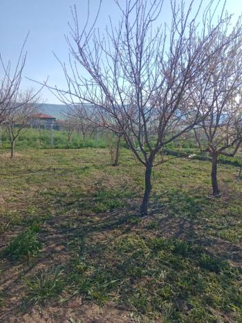 GÜVENAY - ÇORUM CEMİLBEY YOLUNDA ÇORUM 8 KM MESAFEDE ACİL SATILIK HOBİ BAHÇESİ 