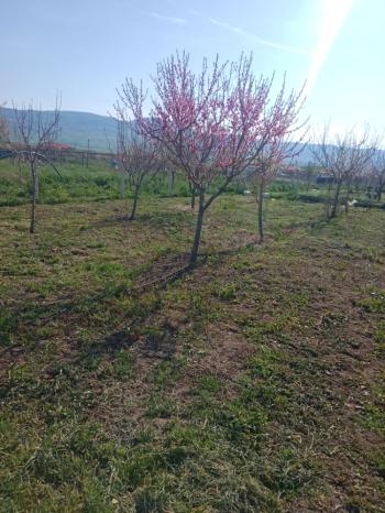 GÜVENAY - ÇORUM CEMİLBEY YOLUNDA ÇORUM 8 KM MESAFEDE ACİL SATILIK HOBİ BAHÇESİ 