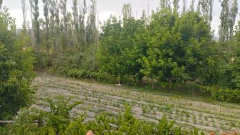 GÜVENAY - ÇORUM ŞEKER FAB. ARKASI BOĞBAĞINDA 3,800 M² BAĞ