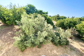 KKTC Girne Karşıyaka 1.250 m² Arsa İçerisinde Satılık 3+1 Müstakil Ev