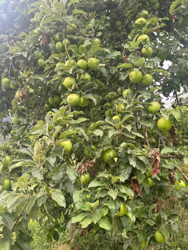 DÜZCE AKCAKOCA MÜSTAKİL EV TAPU SAHİBİ PERTA EMLAK ÜMİT TAHMAZ