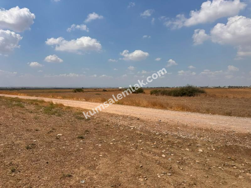 CİHANGİRDE FASIL 96 İZİNLİ ARAZİ 