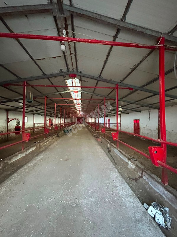 AFYON ÜÇOK EMLAKTAN ATAKÖY MAH 4.565M² GENİŞLİĞİNDE HAYVANCILIĞA UYGUN SATILIK ÇİFTLİK 