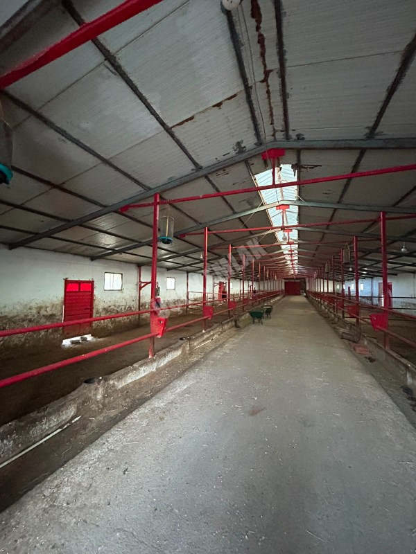 AFYON ÜÇOK EMLAKTAN ATAKÖY MAH 4.565M² GENİŞLİĞİNDE HAYVANCILIĞA UYGUN SATILIK ÇİFTLİK 