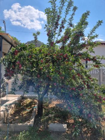 AFYON ÜÇOK EMLAKTAN ERKMEN  HÜRRİYET MAH KİRALIK HOBİ BAHÇESİ