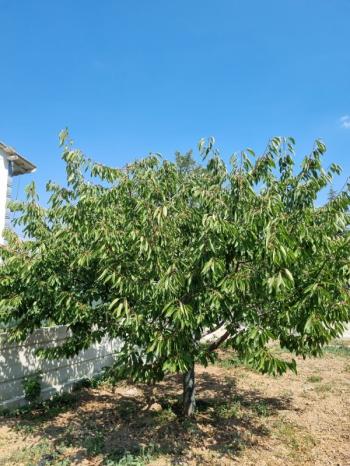 AFYON ÜÇOK EMLAKTAN ERKMEN  HÜRRİYET MAH KİRALIK HOBİ BAHÇESİ