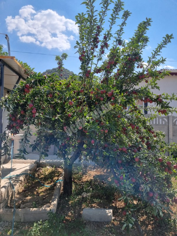 AFYON ÜÇOK EMLAKTAN ERKMEN  HÜRRİYET MAH KİRALIK HOBİ BAHÇESİ