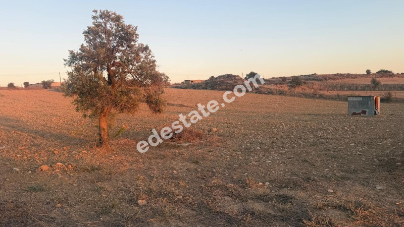 Girne Şirinevler Bölgesi'nde SATILIK 7 DÖNÜM İMARLI ARAZI