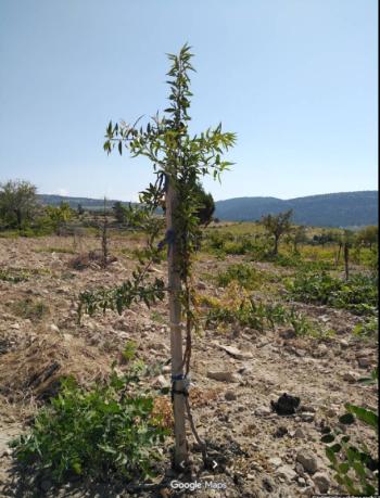 MERSİN SİLİFKE MÜSTAKİL ARSA TAPU SAHİBİ PERTA EMLAK ÜMİT TAHMAZ